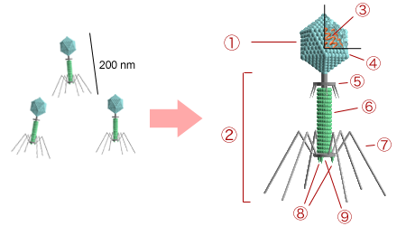 一个典型的有尾噬菌体的结构：①头部，②尾部，③核酸，④头壳，⑤颈部，⑥尾鞘，⑦尾丝，⑧尾钉，⑨基板